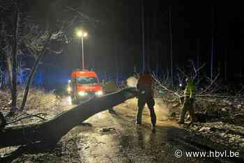 Boom belandt op rijbaan in Nieuwerkerken