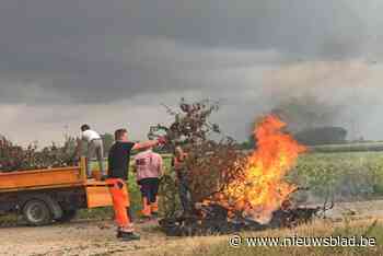 App gaat mee strijden tegen bacterievuur: “Anders is het dweilen met de kraan open”