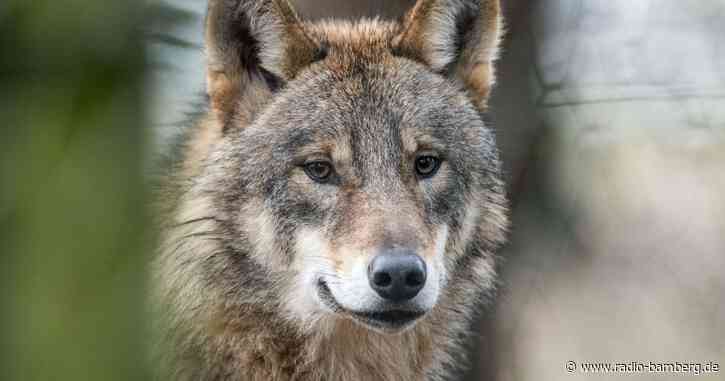 Freie Wähler wollen Wolf sofort ins Jagdrecht überführen