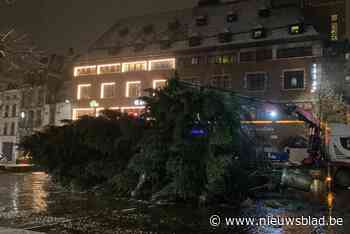 Hasseltse kerstboom onderweg naar olifanten van Pairi Daiza
