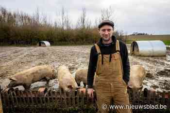 “Ik heb gekozen voor het risico”: Bram verruilt goedbetaalde job voor kleinschalige varkensboerderij in Gingelom