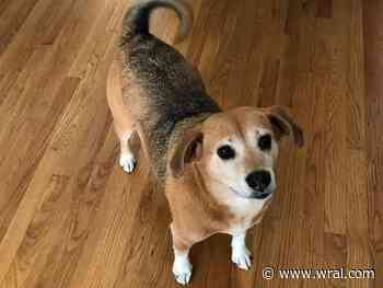 'Be aware': Holly Springs couple warns others after dog attacked by deer in yard