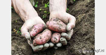 "Verbod op Oekraïense aardappelen in EU blijft bestaan vanwege misleidende statistieken"