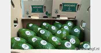 "De avocadomarkt staat onder druk door toename volumes uit nieuwe herkomstgebieden"