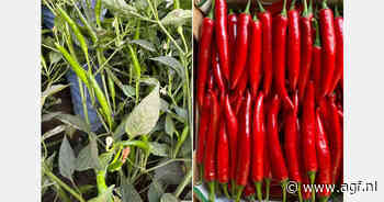 Egyptische pepers winnen terrein op Europese markt