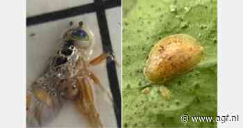 Plagen met frequentie-techniek bestrijden