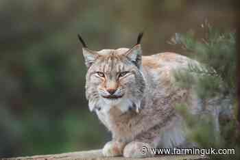 Two lynx captured after being illegally released in Highlands