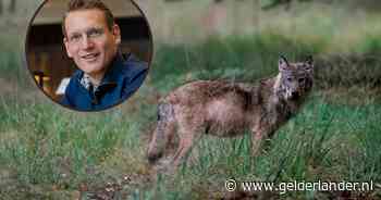 ‘Tijd van praten is voorbij’ Gelderse politici willen dat wolf wordt afgeschoten