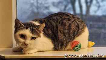 Deze 3 honden en katten uit de opvang zoeken een nieuw thuis