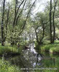 FFH-Gebiet Mülheimer Ruhraue