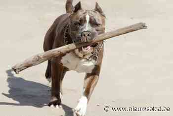 Man (53) krijgt voorwaardelijke celstraf nadat hij pitbull als wapen gebruikt