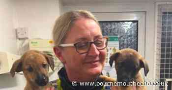 Arrests made as police recover more stolen puppies