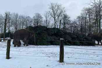 Hasseltse kerstbomen vallen in de smaak bij olifanten en tijgers in Pairi Daiza