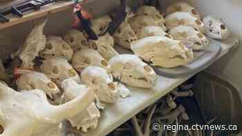 Sask. taxidermy business fined more than $7,000, 144 'wildlife exhibits' seized