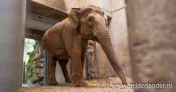 Burgers' Zoo heeft afscheid genomen van olifant Dhunja: 'Er was geen kwaliteit van leven meer’