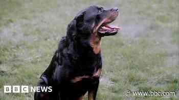 'The dog had me by the neck and pulled me backwards'