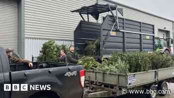 Christmas trees will be used to protect sand dunes