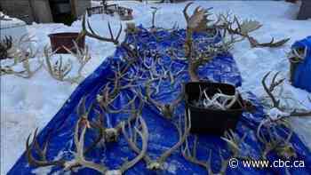 Sask. man fined more than $7,000 for running illegal taxidermy business without licence