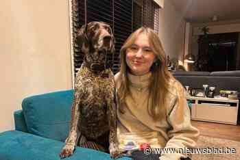 Nu ook bij ons gevallen van ‘weerwolfsyndroom’ bij honden: “Ik dacht dat ze het niet zou overleven”