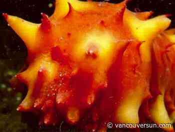 Notorious B.C. poacher who led police on boat chase found guilty of illegal sea cucumber harvest