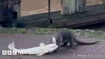 Otter drags fin-tastic breakfast to river