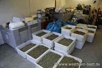 Drogenrazzia: Diente Großbäckerei in Hiddenhausen nur der Tarnung?