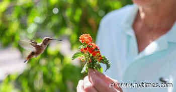 ‘Every Little Thing’: Enchantment That Flaps at 50 Beats a Second