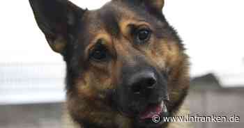 Tierheim Bamberg startet Aufruf zu Hund Boris - "am liebsten wäre"