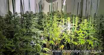 Cannabis factory worth £1 million found in two houses in quiet Cambridgeshire village