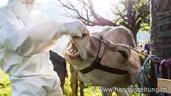 Maul- und Klauenseuche ist in Deutschland ausgebrochen