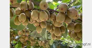 "Over tien jaar 1.500 hectare gele SunLife kiwi's"
