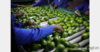 Marokko focust op 90.000 ton avocado's