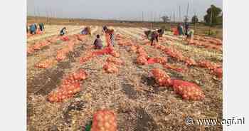 "Lokale Senegalese uienteelt zal nog geen gevaar vormen voor Nederlandse export"