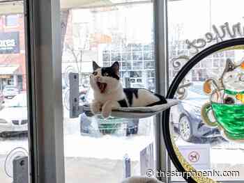 Cat-astrophic vandalism leaves Saskatoon cafe seeking a new home
