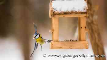Die heimische Vogelwelt ändert sich gerade stark