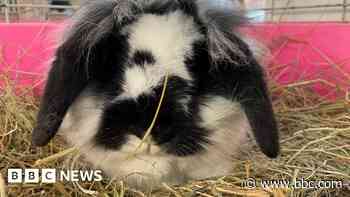 Rabbits survive being dumped in box next to bins