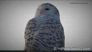 Rare snowy owls draw crowds to MSP Airport