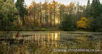 National Trust to create area size of Greater London to help UK wildlife