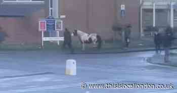 TikTok shows police chase in pursuit of runaway horse in Abbey Wood