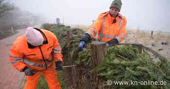 Einmalig in SH: Weihnachtsbäume dienen in Eckernförde dem Küstenschutz