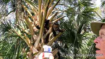 Former pet monkeys get a new lease on life in the trees of Primate Paradise