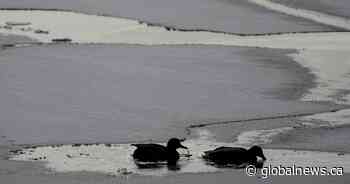 Man dead after falling through thin ice near Toronto Island, warning issued