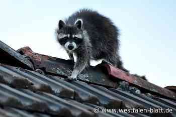 Politik fordert: Verwaltung soll Waschbärenproblem lösen