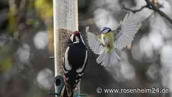 „Stunde der Wintervögel“: Wer kennt unsere heimische Vogelwelt?