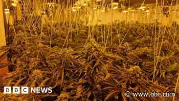Cannabis farm worth more than £1m discovered