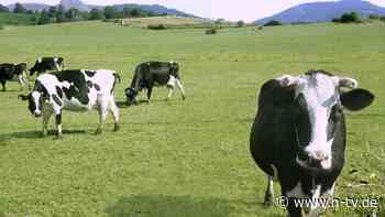 Große Untersuchung: Milchprodukte können Darmkrebs-Risiko senken