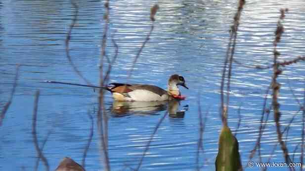 Austin goose saved by rescuers after arrow injury