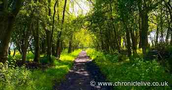 Northumberland disused railway line to reopen as Greenway walking and cycle route on 60th anniversary of line closure
