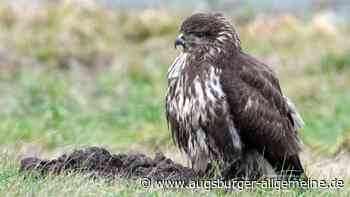 Greifvogel kann nicht mehr fliegen: Polizisten retten verletzten Bussard von der Straße