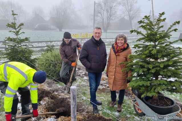 Mensen laten kerstboom ‘overzomeren’ bij Paard&Bloem in Oppuurs: “Zo veel aanvragen dat we zelfs met een wachtlijst moeten werken”